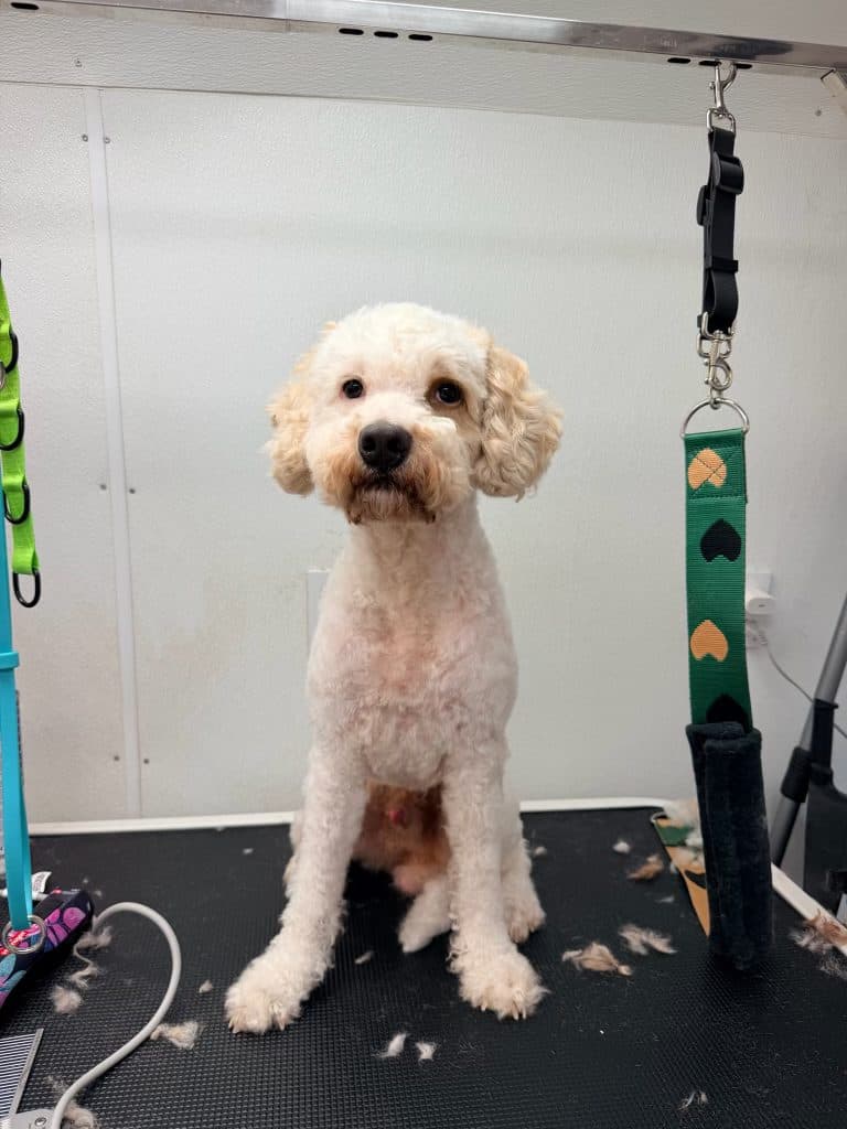 A large Goldendoodle with a full groom finish, sitting on the grooming table
