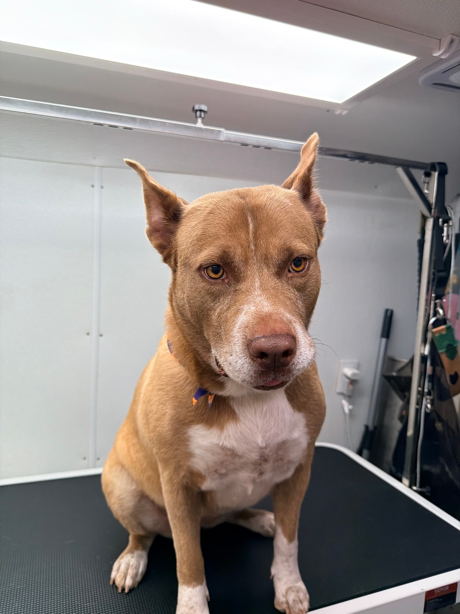 A tan and white pit bull mix wearing an orange Halloween bandana, sitting attentively on the grooming table inside the Bark and Bork van
