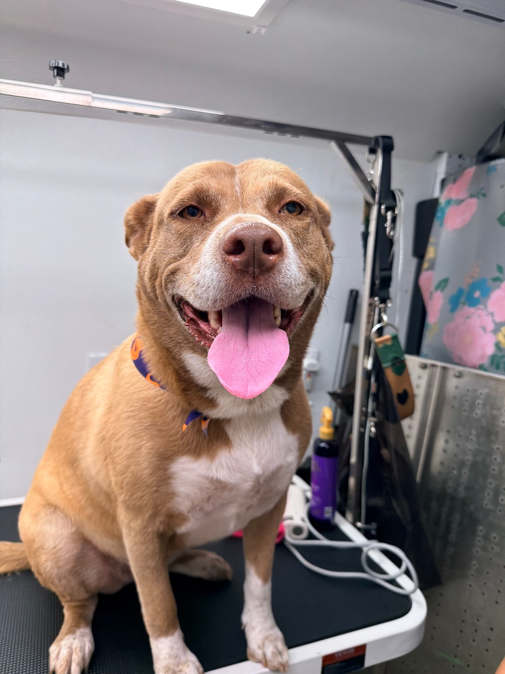 A tan and white pit bull mix smiling with tongue out after grooming, wearing an orange Halloween bandana