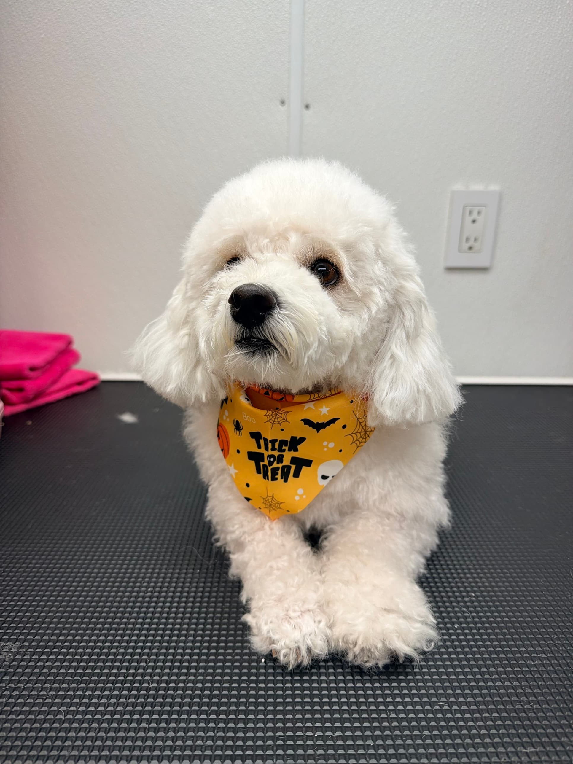 A fluffy white poodle mix wearing a yellow 'Trick or Treat' bandana, lying on the grooming table after grooming