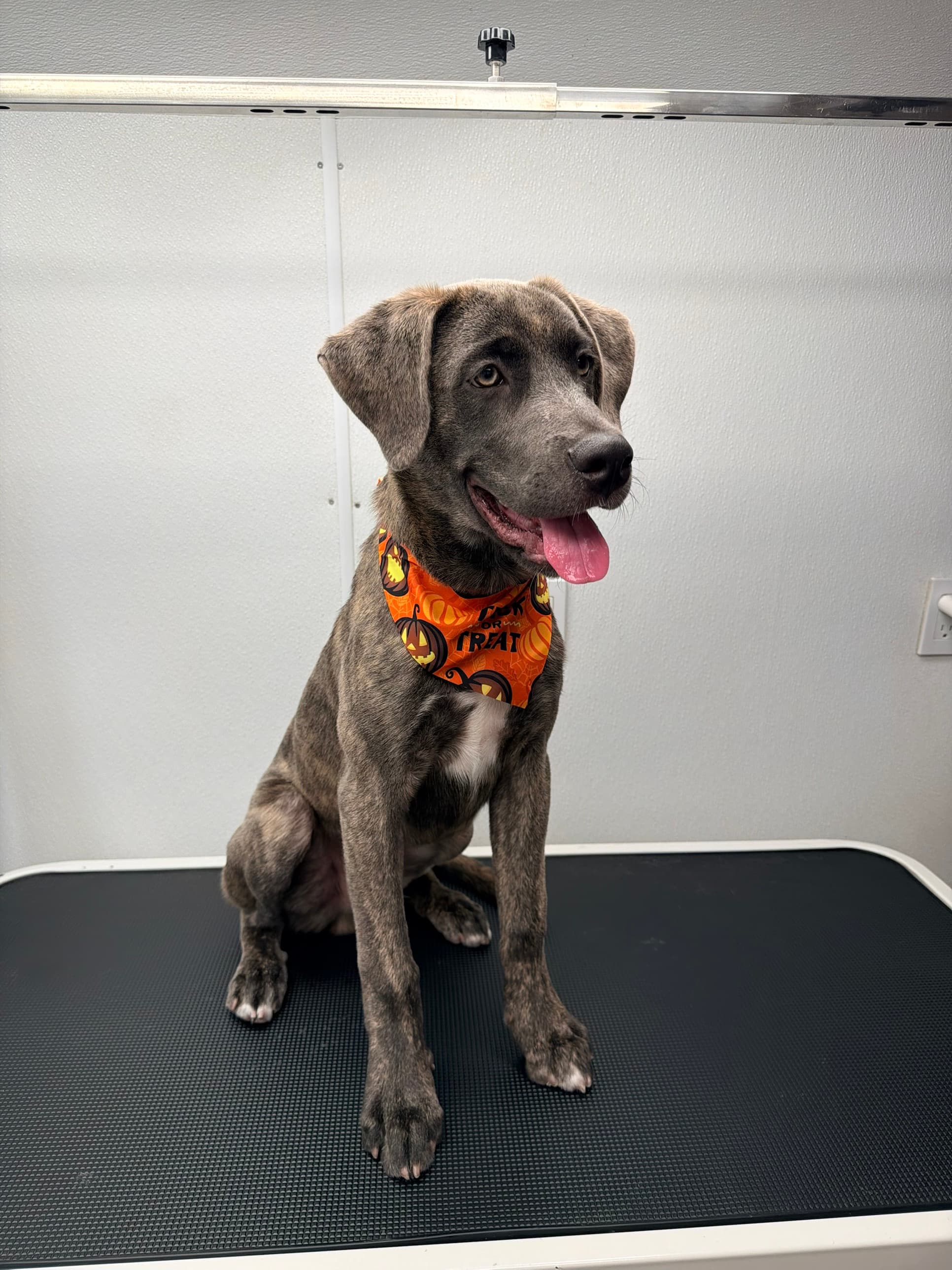 A gray brindle puppy wearing an orange 'Trick or Treat' bandana, sitting on the grooming table after grooming