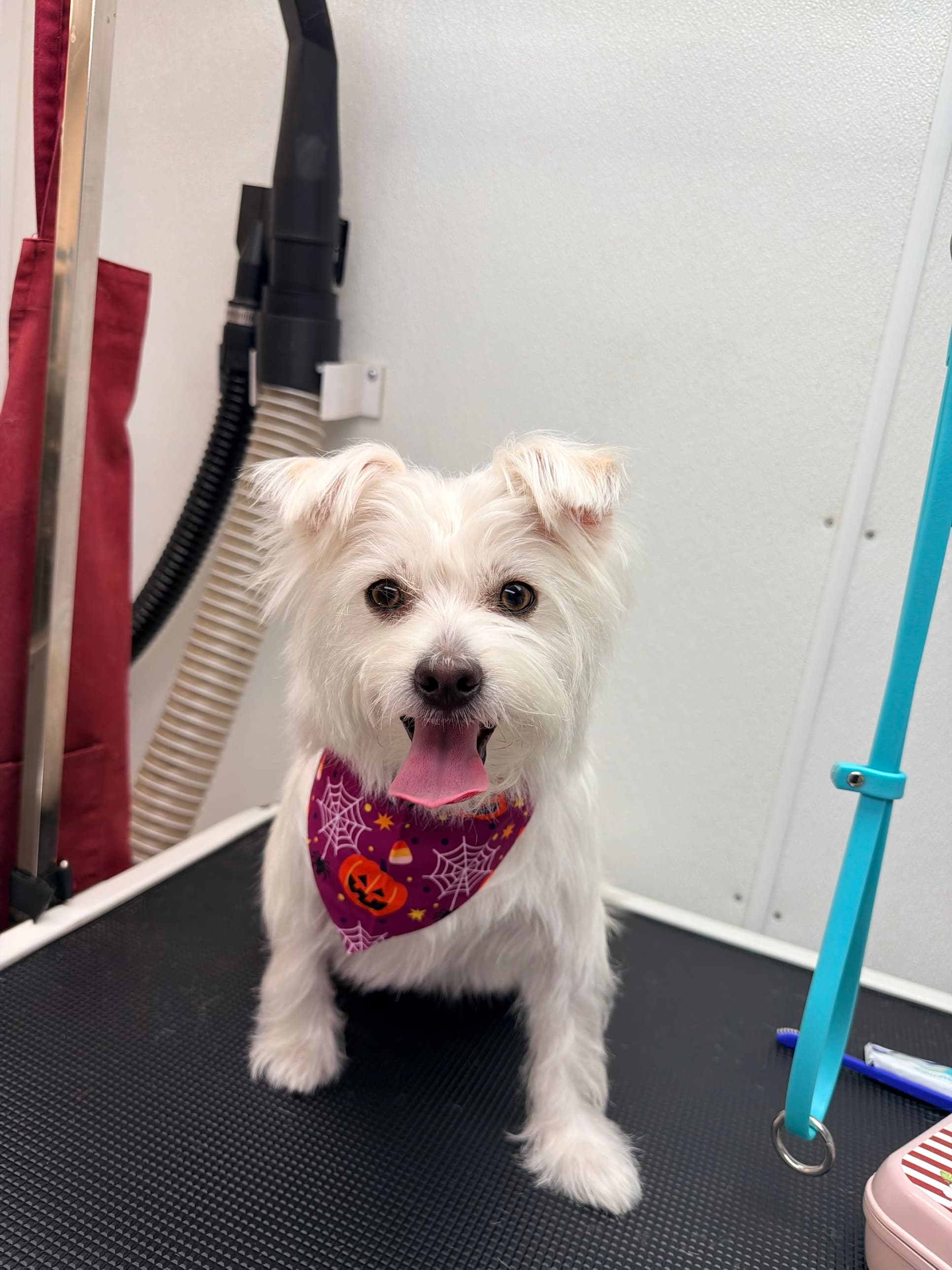 A white terrier mix wearing a purple Halloween bandana with pumpkins and spiderwebs after a Bark and Bork grooming appointment