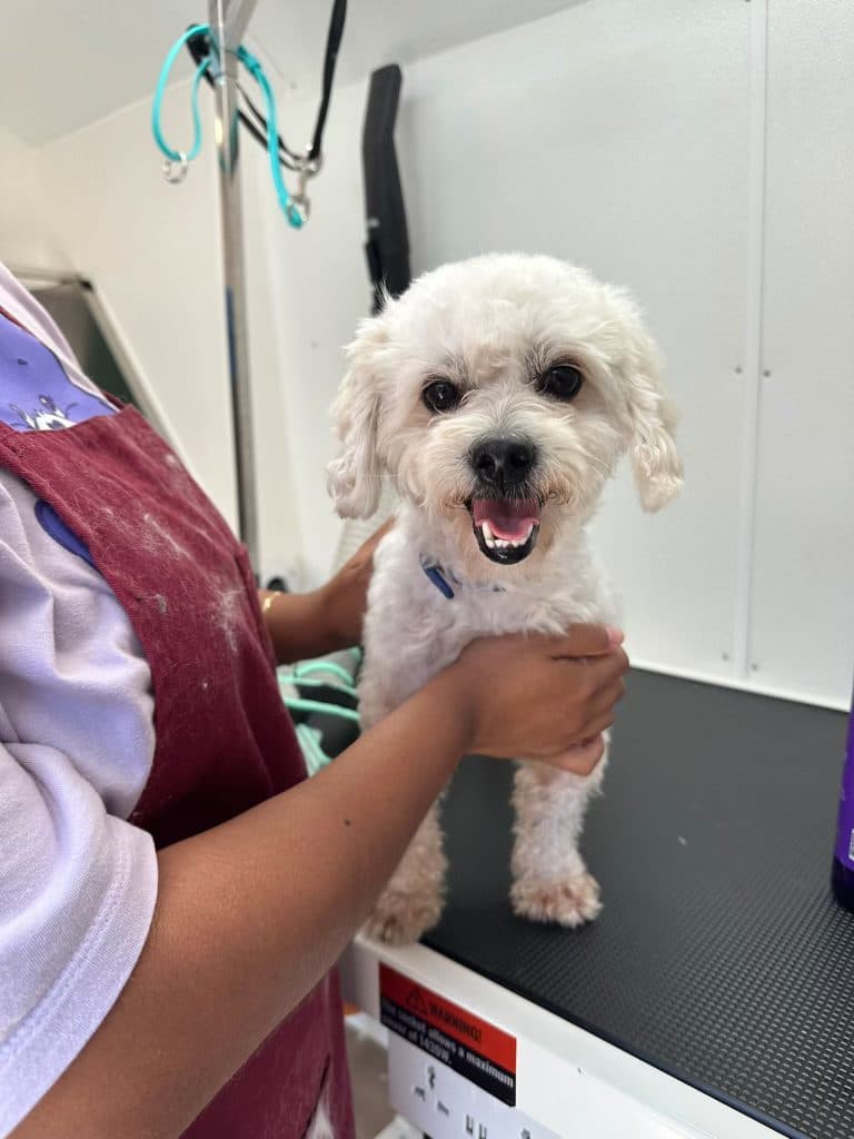 A Bark and Bork client dog after a mobile grooming appointment