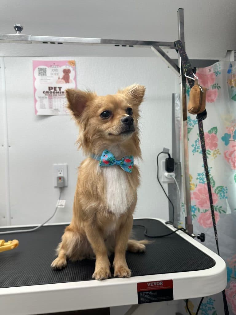 A Bark and Bork client dog at a mobile grooming appointment