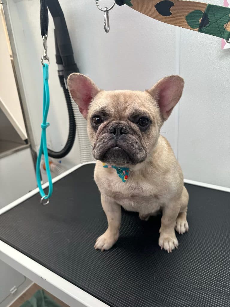 A French Bulldog sitting calmly on the grooming table after a mobile grooming appointment