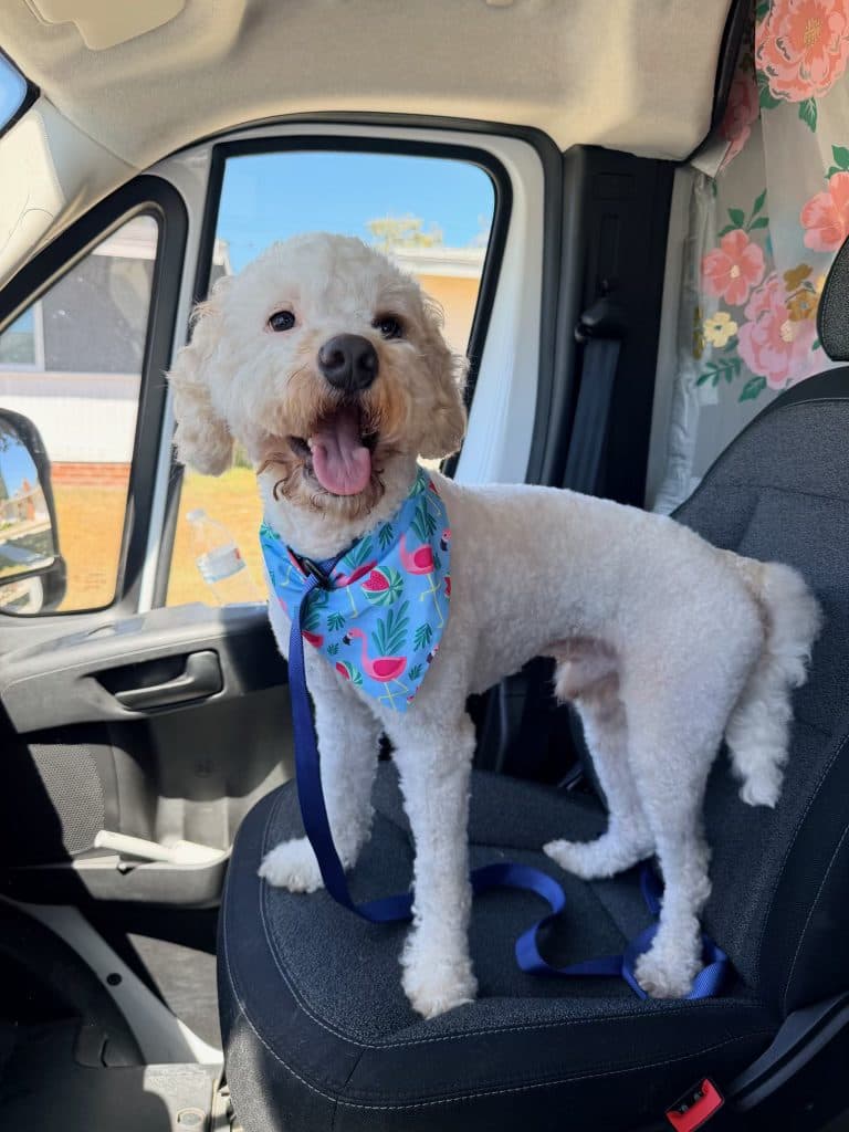A happy, freshly groomed Goldendoodle standing on the front seat of the Bark and Bork van