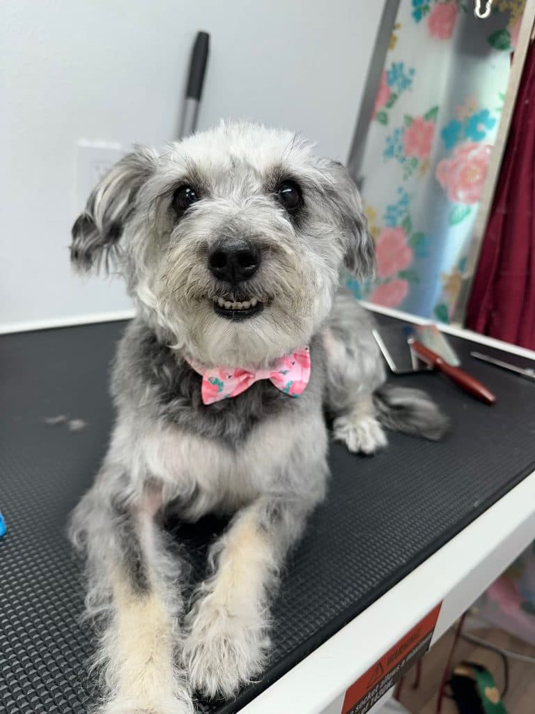 A Bark and Bork client dog at a mobile grooming appointment