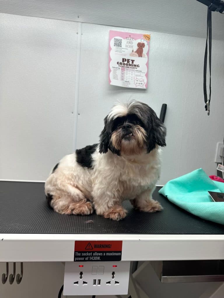 A Bark and Bork client dog after a mobile grooming appointment