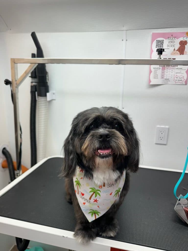 A Shih Tzu mix wearing a palm-tree print bandana after grooming