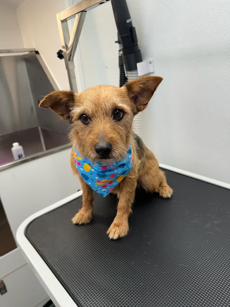 A Bark and Bork client dog at a mobile grooming appointment
