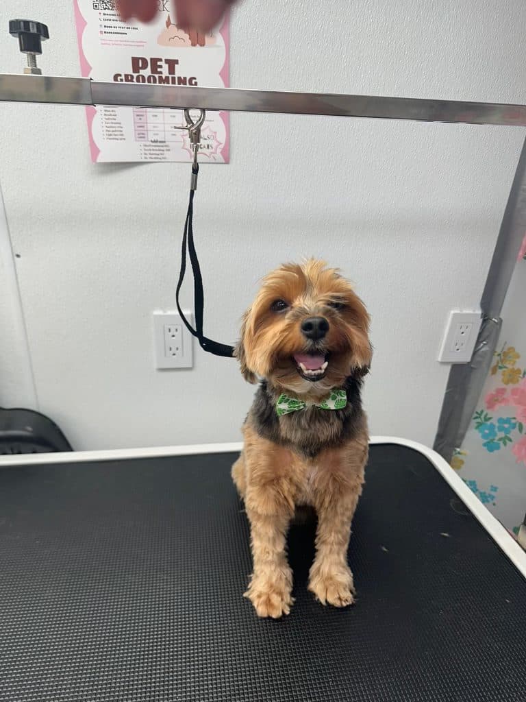 A Bark and Bork client dog after a mobile grooming appointment